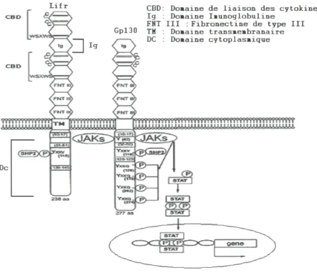 Figure 6 : Structure protéique de LIFR et de son corécepteur Gpl30, ainsi que les  mécanismes de la réponse cellulaire via la voie Jak-STAT