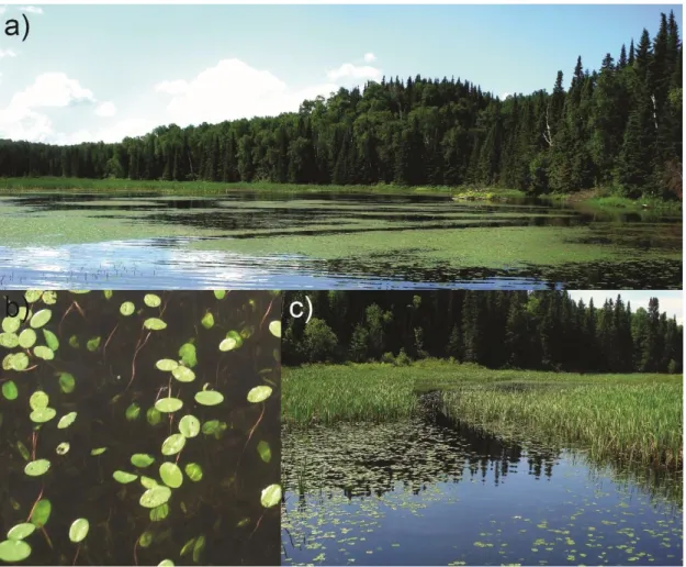 Figure  6  Macrophyte  habitats  in  Lake  Simoncouche:  a)  littoral  zone  in  summer  dominated by b) Brasenia schreberii and c) B