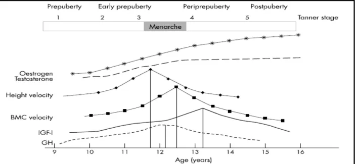 Figure 2 : Evolution des paramètres hormonaux, du CMO et de la taille staturale chez les filles  de 9 à 16 ans (Mackelvie et coll