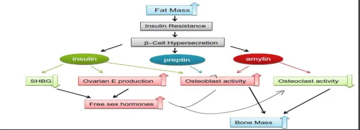 Figure 5 : Obésité, perturbations hormonales et effets sur la masse osseuse (Reid, 2010) 