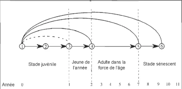 Figure  1.2  :  Exe mple  de cycle  de  vie chez des herbi vo res de g rand e taill e (tirée de Ga illa rd et  al