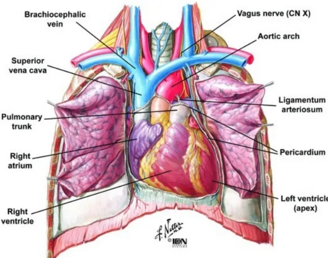 Figure 7 : Situation du cœur. Extrait de Atlas d'anatomie humaine, Frank H. Netter, éditions  Masson 