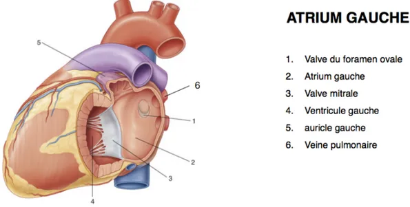 Figure 8 : Anatomie atriale. Extrait de Gray's anatomy, R. Drake, éditions Elsevier Masson 