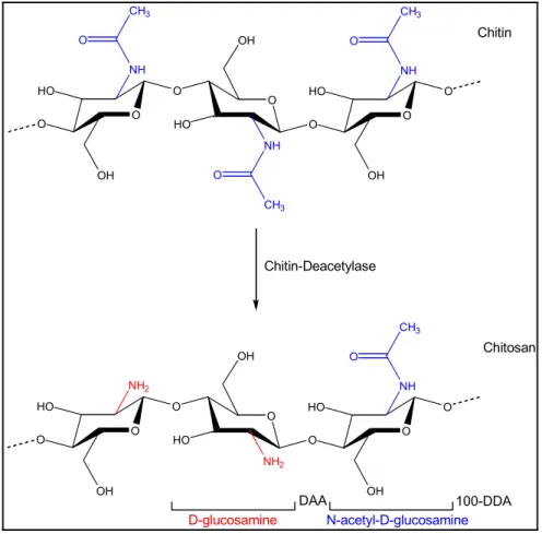 Figure 1.9 Typical structure of chitosan (D-glucosamine + N- N-acetyl-D-glucosamine) obtained by alkaline deacetylation of 