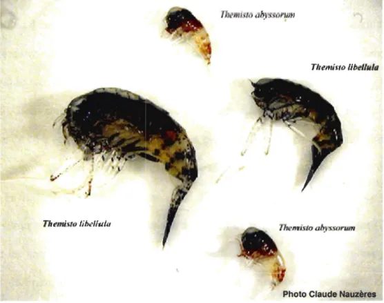 Figure 1.  Deux espèces appartenant au genre Themisto : Themisto lib ellula et T  abyssorum