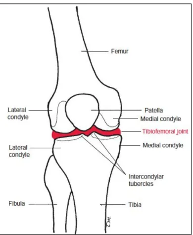 Figure 1-1   Anatomy of the knee and the tibiofemoral joint. Figure adapted from Norkin et  al