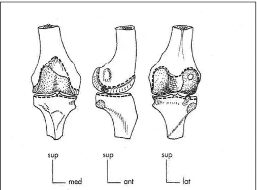 Figure 1-2 Tibiofemoral articulation viewed from anterior (left) lateral (middle) and posterior  (right) directions, allowing to illustrate the shape of the femoral and tibial condyles, adapted 