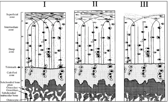 Figure 1-6 Articular cartilage structure. Chondrocytes (ovals), proteoglycans (dots) and  collagen fibrils (curved lines)