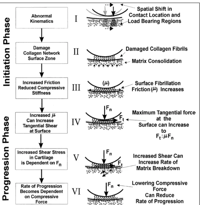 Figure 1-7 A hypothetical framework for the initiation and progression of OA. OA initiation  begins with a change in the contact locations of the joint