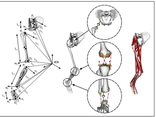 Figure 1-12 Lower limb parametrization with natural parameters (left). The kinematic  constraints for the hip knee and ankle joints