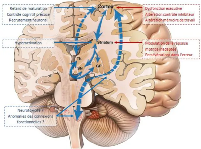 Figure  3.4  :  Boucle  cortico-striato-thalamo-corticale  soutenant  la  vulnérabilité  cognitive  à  l'alcoolo-dépendance 