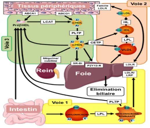 Figure 6. Les trois voies du transport intra vasculaire du cholestérol 