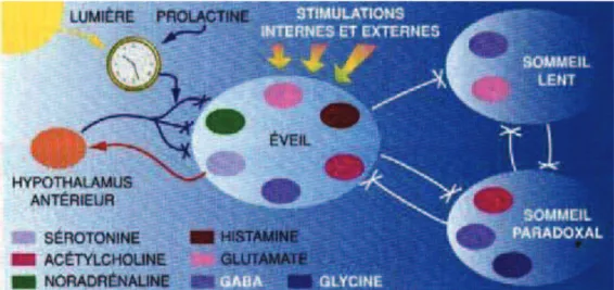 Figure 3 - Schéma de la régulation du cycle veille-sommeil-rêve et des insomnies