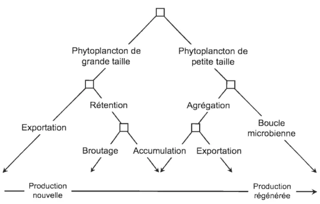 Fig. 3. Modèle dichotomique de l'export de matériel biogénique en fonction de la taille des  cellules phytoplanctoniques et de singularités de l'environnement hydrodynamique D'après  Legendre  &amp;  Le Fèvre (1989) 