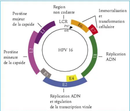 Figure 1 – Organisation du génome d’HPV 16     