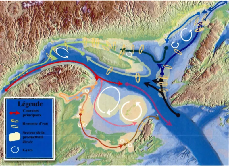 Fig. 2.  Circulation générale dans le golfe du Saint-laurent (source : Rapport de la Commission géologique du Canada, 2004 