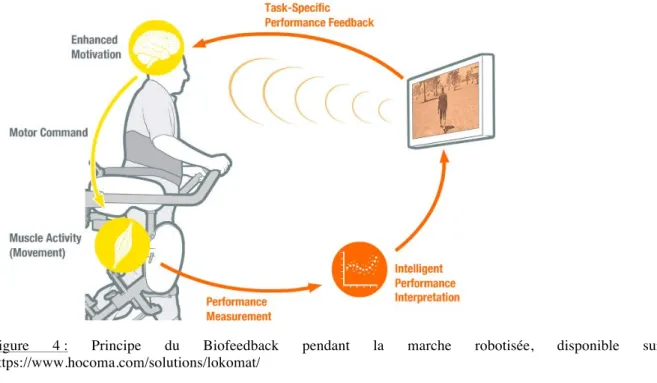 Figure  4 :  Principe  du  Biofeedback  pendant  la  marche  robotisée,  disponible  sur :  https://www.hocoma.com/solutions/lokomat/ 