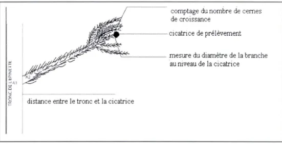 Figure 3: Schéma montrant les différentes mesures prises sur les branches  attaquées par l'écureuil 