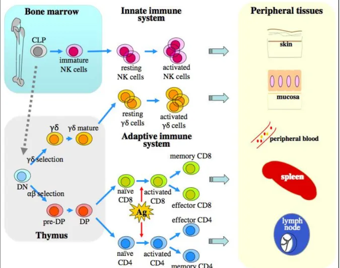 Figure  10 :  Maturation  des  principales  populations  de  lymphocytes  T  et  NK,  et  distinction  selon  leur  participation au système immunitaire inné ou adaptatif 40 