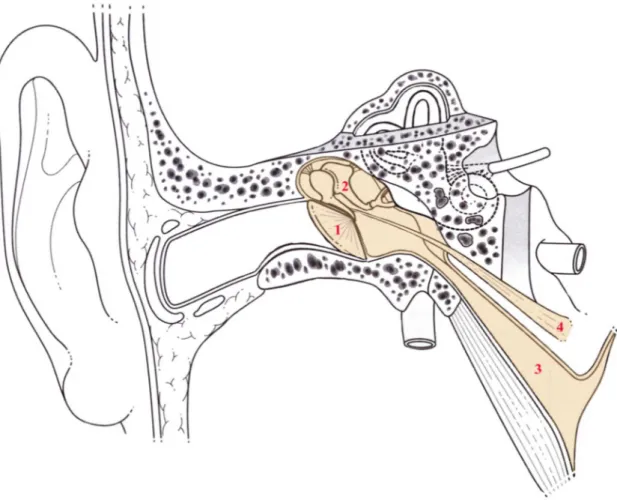 Figure  1 :  schéma  de  l’oreille  moyenne  (1  Tympan,  2  Chaine  ossiculaire,  3  Trompe  d'Eustache,  4  Muscle  du  marteau) 