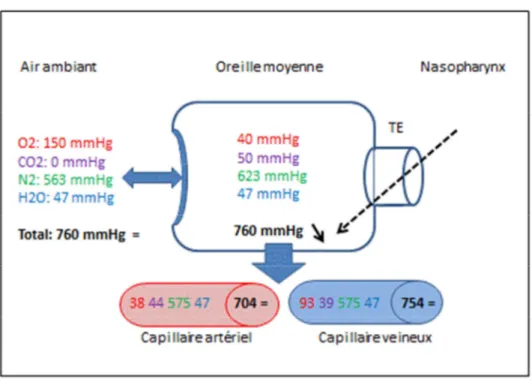 Figure 2 : schéma des échanges gazeux de l’oreille moyenne, d’après Sadé et Kania (2,3) 