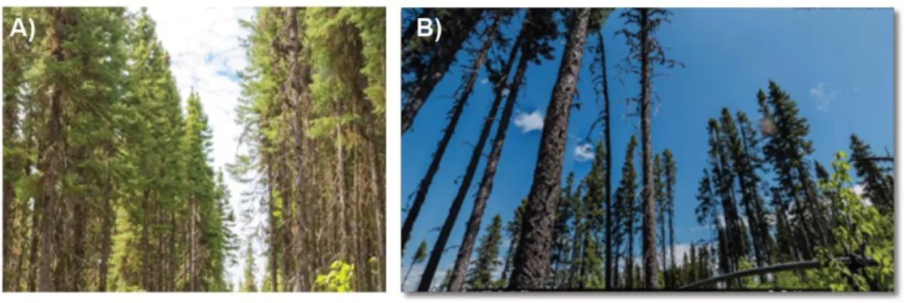 Figure  1.15.  État  des  peuplements  résiduels  après  coupe.  A)  Minibandes.  B)  Réserve  de  semencier