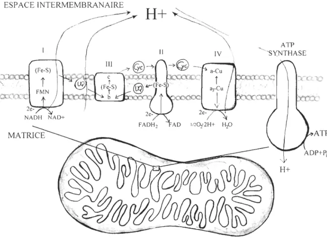 Figure  1.  Mitochondrie et structure  de  la chaîne de transport des  électrons avec  ses  quatre  complexes  protéiques  (l ,  NADH  deshydrogénase;  II,  Succinate  déshydrogénase; 