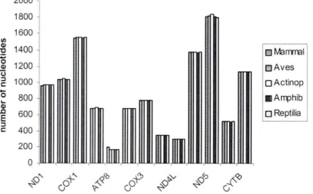 Figure 5. Gene lenght (number of nucleotides) compilation by vertebrate taxon for each  mtDNA-encoded peptide