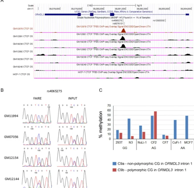 Fig 3. Polymorphic CTCF binding site rs4065275 (C9b) shows genotype dependent CTCF-binding, FAIRE enrichment and variable methylation levels