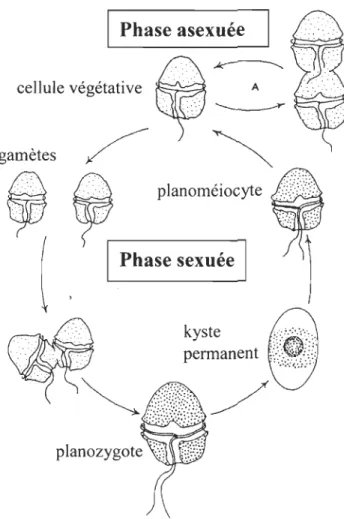 Figure 1-1.  Cycle de vie  des dinoflagellés (d'après Fritz et al.,  1989). 