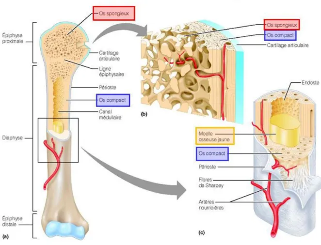 Figure 1 : Organisation architecturale du tissu osseux en os cortical (ou compact) et en os  trabéculaire (ou spongieux) (Pearson Education/Benjamin Cummings, 2006)  