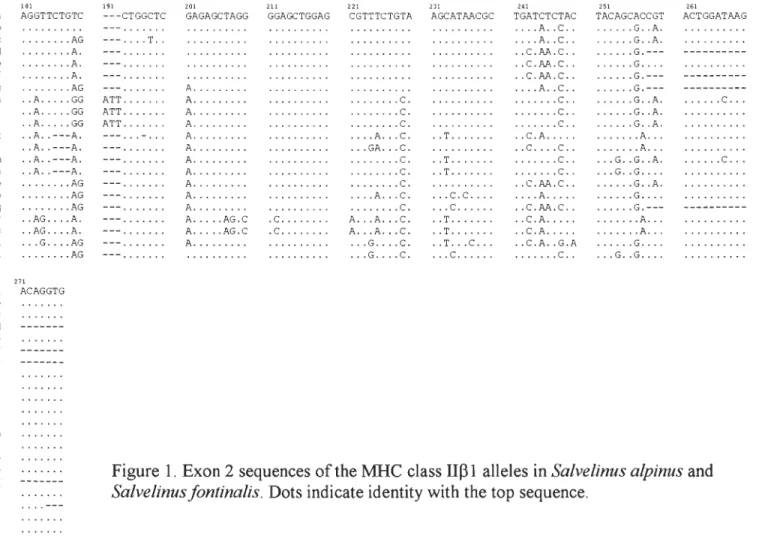 Figure  1. Exon 2 sequences of the MHC  class IIJ31  alleles in  Salvelinus alpinus  and  Salvelinus  fontinalis 