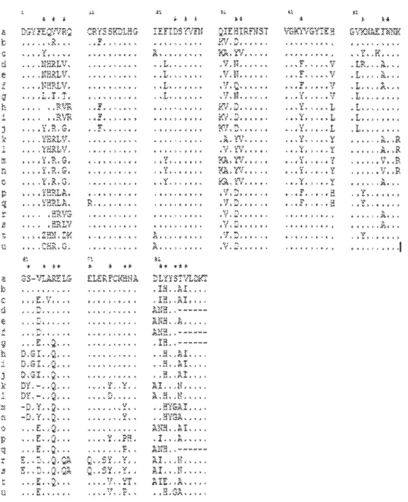 Figure  2,  Amino-acid  sequences  for  MHC  class  11/31  alleles  ln  Salvelinus  al pinus  and  Salvelinus  fonti nalis