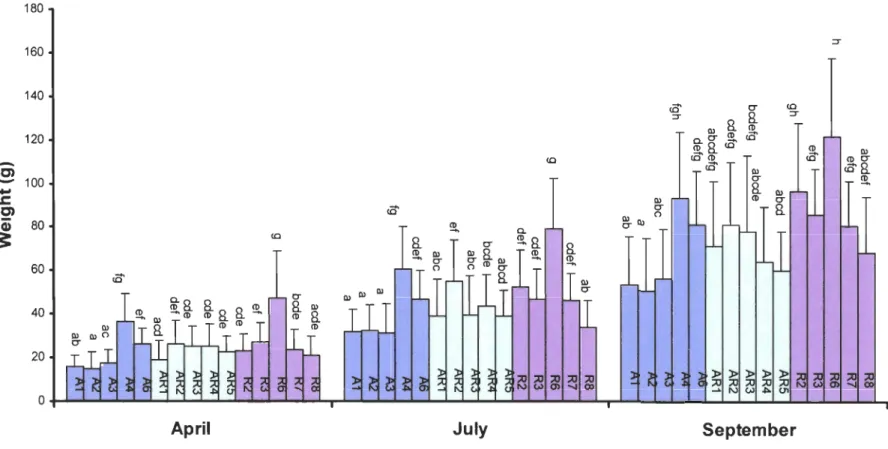 Figure  5.  Fish  weigth  of the  intraspecific  Salve lin us fontinalis  families  (AA,  AR,  RR)  during  summer  time