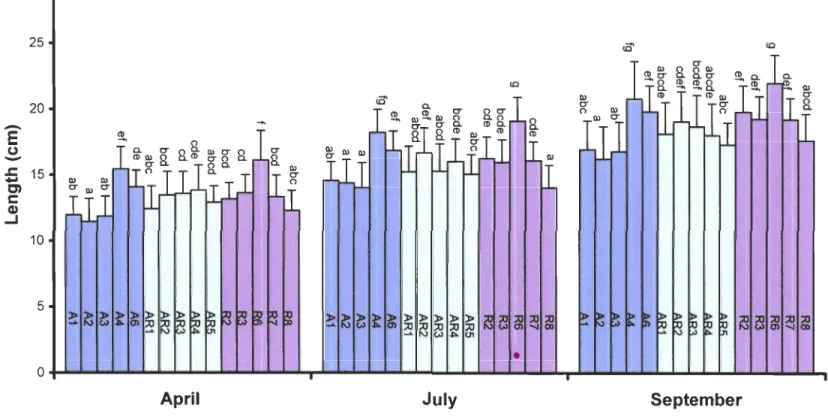 Figure  6. Fish  length  of the  intraspecific  Salvelinus fontina lis  famil ies  (AA,  AR,  RR)  during  summer  time