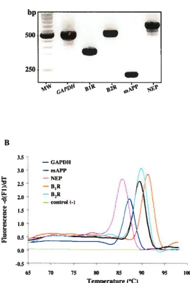 Fig. 3. Amplification specificity by real-time PCR. Specificity of PCR products for each primer was visualized in 2% agarose gel and resulted in a single hand with the predicted length (A)