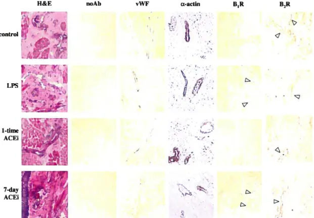 Fig. 5. Immunohistochemistuy in porcino lingual tissue. Representative sections from oach oxperimental group are shown (original magnification lOOX)