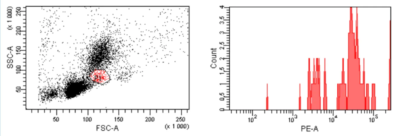 Figure 6 : Marquage des monocytes chez une souris traitée par liposomes de PBS. Identification  des  monocytes  dans  la  population  globale,  à  gauche  (P1),  et  mesure  de  la  fluorescence  de  cette  population cible (P1), à droite, avec fluorescenc