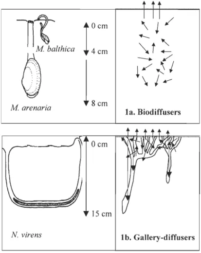 Figure 1-1:  Representative bioturbation functional groups  of  the  M  Bathica  community  :  1 a