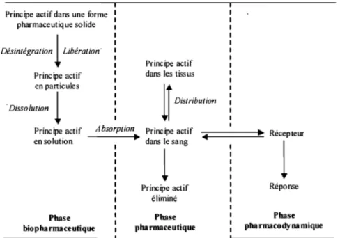 Figure 2: Schéma de la  mise  à  disposition du principe actif(Leblanc ,1997)5. 