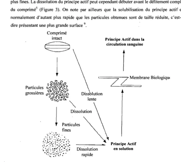 Figure 3: Représentation schématique de la  mise à disposition de l'organisme d'un principe actif à  partir  d'un comprimé conventionnel