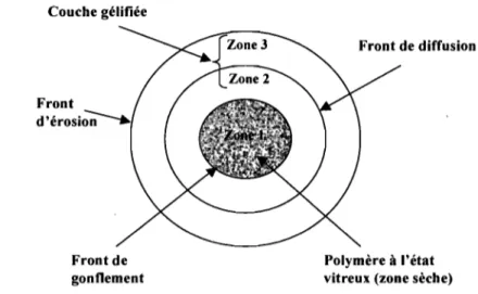 Figure  7:  Schéma  illustrant  les  fronts  de  mouvement  (gonflement,  diffusion  et  éro~ion)  durant  la  libération  du  principe  actif à  partir de  systèmes  matriciels  hydrophiles