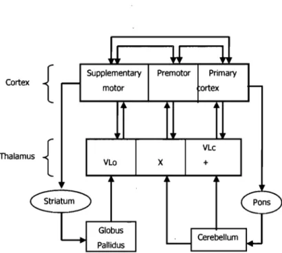 Figure  2.  Cortical  and  subcortical  input  to  the  motor areas.  Adapted  from  Ghez  (1991)