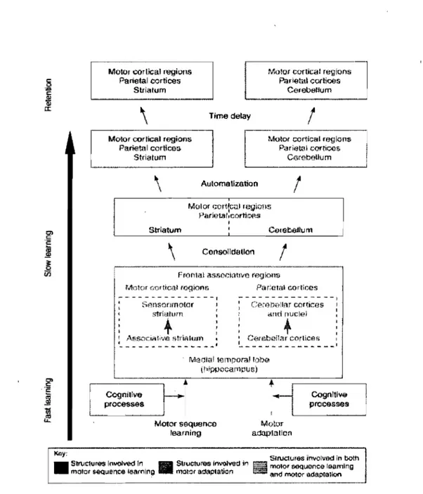 Figure 3.  Model ofmotor learning.  Reproduced with permission from Doyon  &amp;  Benali  (2005)