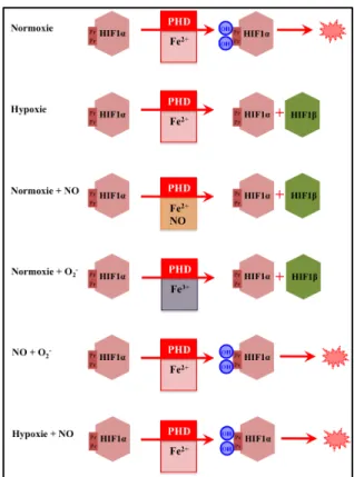 Figure 6. Schéma simplifié de la régulation de l’activité de la  prolyl  hydroxylase  (PHD)  par  l’hypoxie,  le  monoxyde  d’azote  (NO)  et  les  dérivés  actifs  de  l’O 2   (ROS  –  ion  superoxyde  O 2 - )