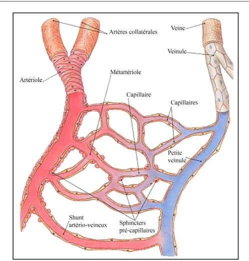 Figure 7. Représentation schématique de la microcirculation tissulaire. Crédit  schéma : Daniel Balvay