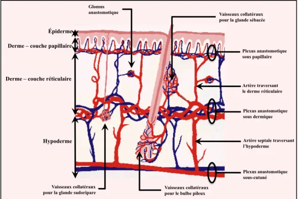 Figure  10.  Représentation  schématique  simplifiée  de  la  vascularisation  cutanée