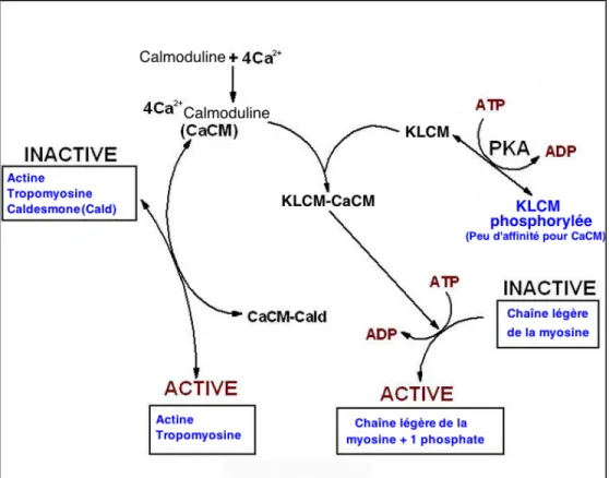Figure 1.3. Cycle d’activation des composantes contractiles du muscle lisse. 