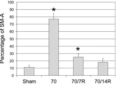 Figure  1.7. Patron  d’expression  de  l’isoforme  (-)insert  (SMA)  dans  un  modèle  d’obstruction  de  la  vessie  chez  le  lapin