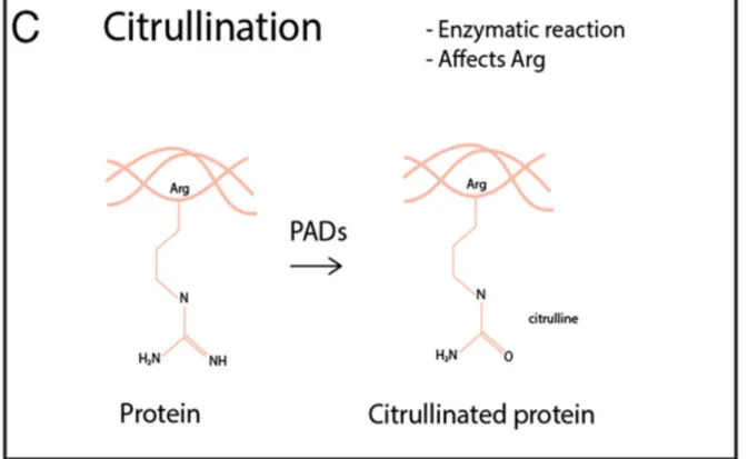 Figure 1 : Citrullination (15)